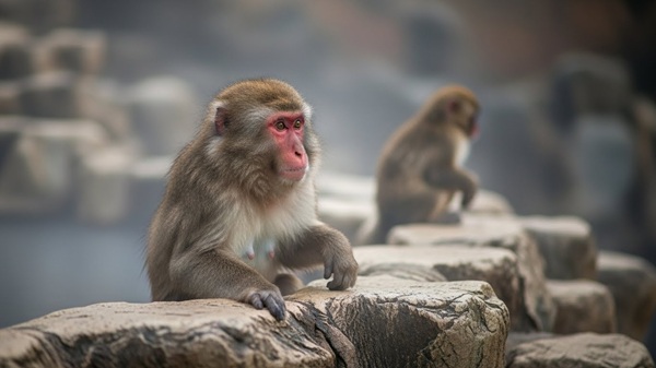 三重の穴場日帰り温泉に浸かるサル