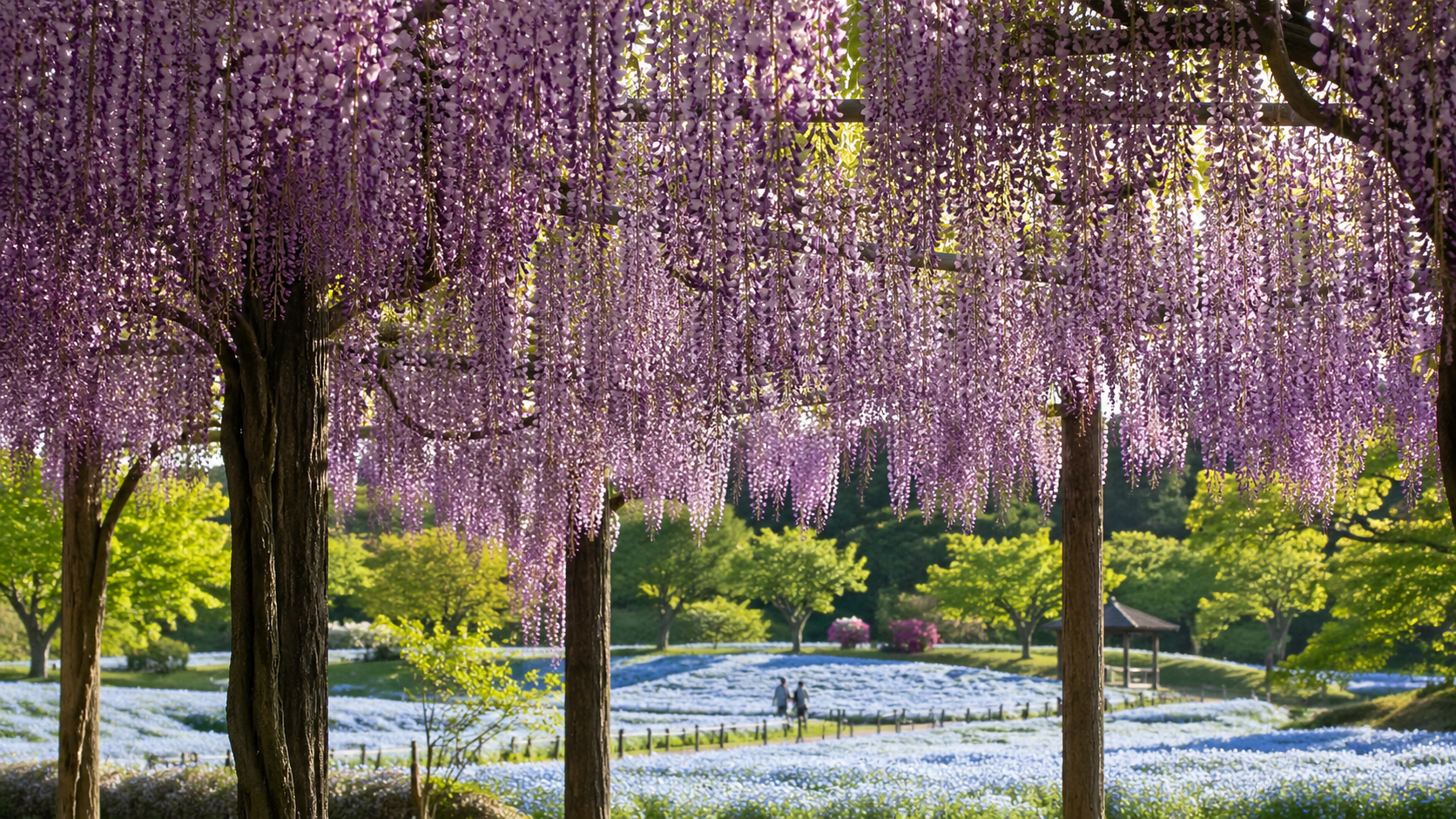 かざはやの里の藤の見頃2026を知らせる満開の藤棚