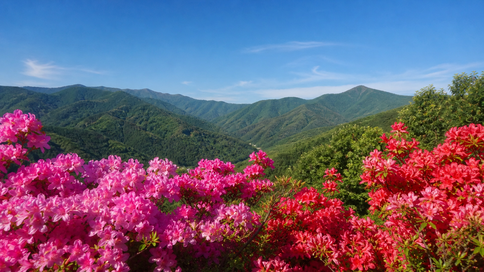 三重のつつじ名所で春に咲くピンク色のつつじと青空