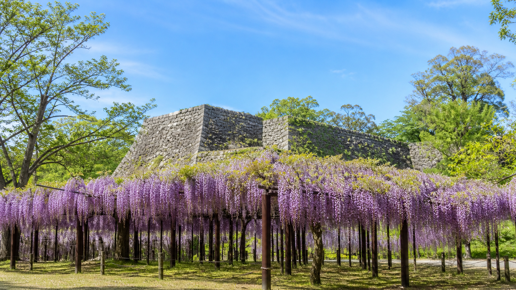 松阪公園の藤の見頃と開花状況を確認する春の藤棚